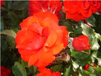 d001f4b3-Picture 003.jpg